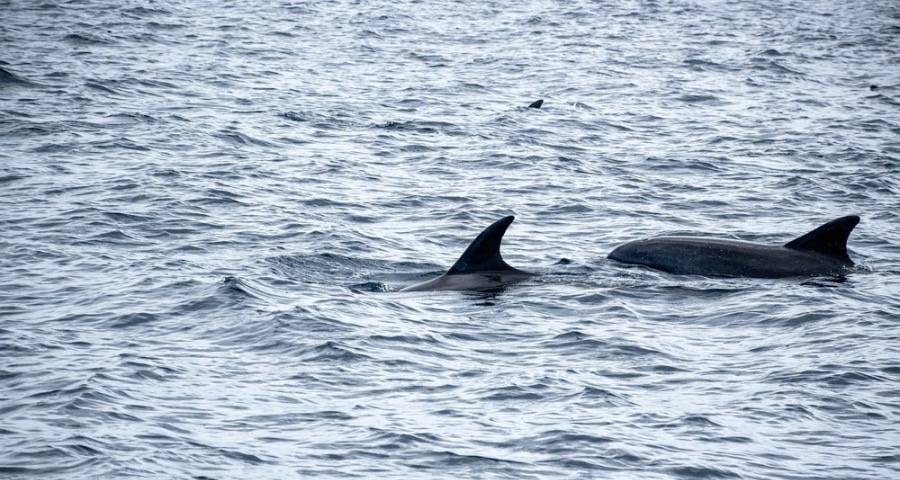 家电市场巨头围剿:美的海尔方太扎根,A.O.史密斯华为长虹破圈-家电圈官网