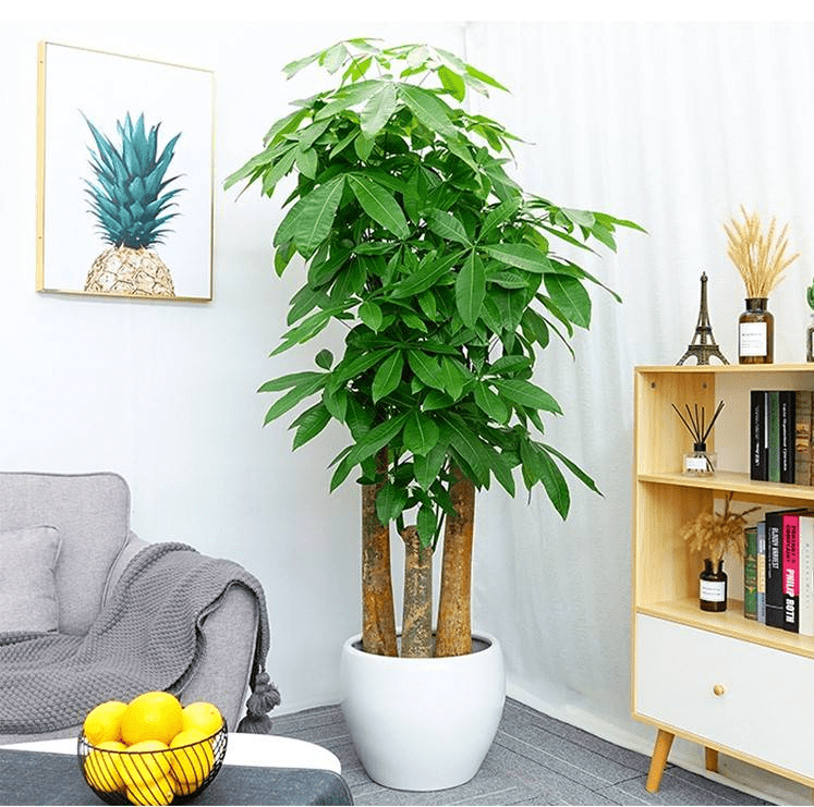 发财树摆放那些位置最旺财_客厅_风水_财气