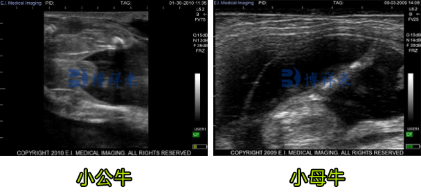 母牛妊娠b超图图片