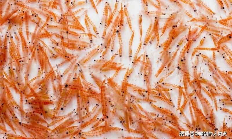 【动物界全系列】磷虾目—磷虾科(上):太平洋磷虾_南极区_幼体_生活