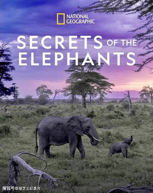 9490-国家地理《象群之谜 Secrets of the Elephants 2023》全4集 英语多国中字 官方纯净版 4K超清/2160P/1080P/MKV/23.8G 大象的秘密