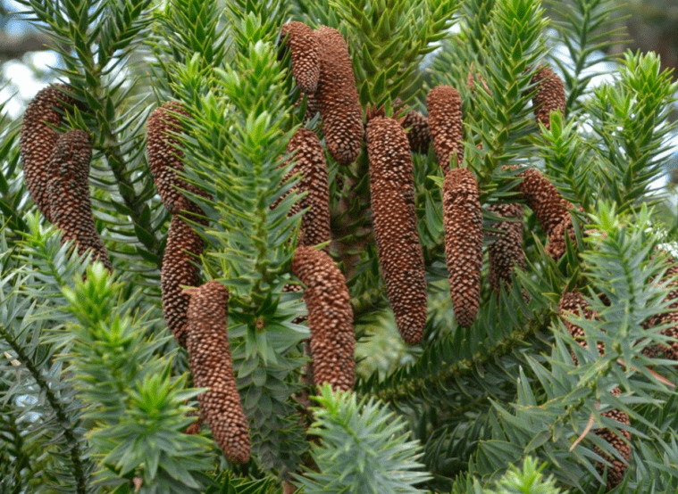 巴拉那松是一种雌雄异株的风媒授粉物种,依靠风力作用和动物混合传播