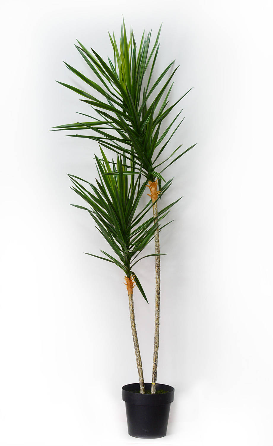 绿铁树的寓意_养护_翠绿色_能保持