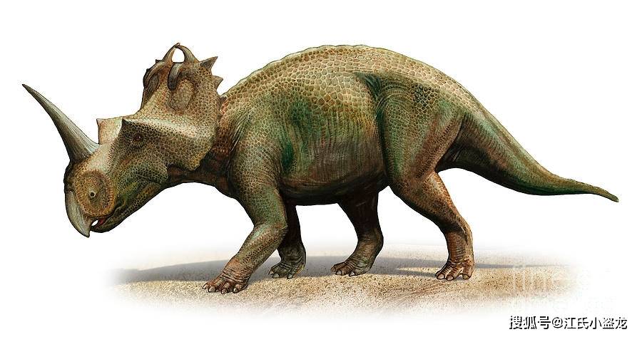 尖角龙(centrosaurus)体长6米,体重超过3吨,生活在距今7500万年前.
