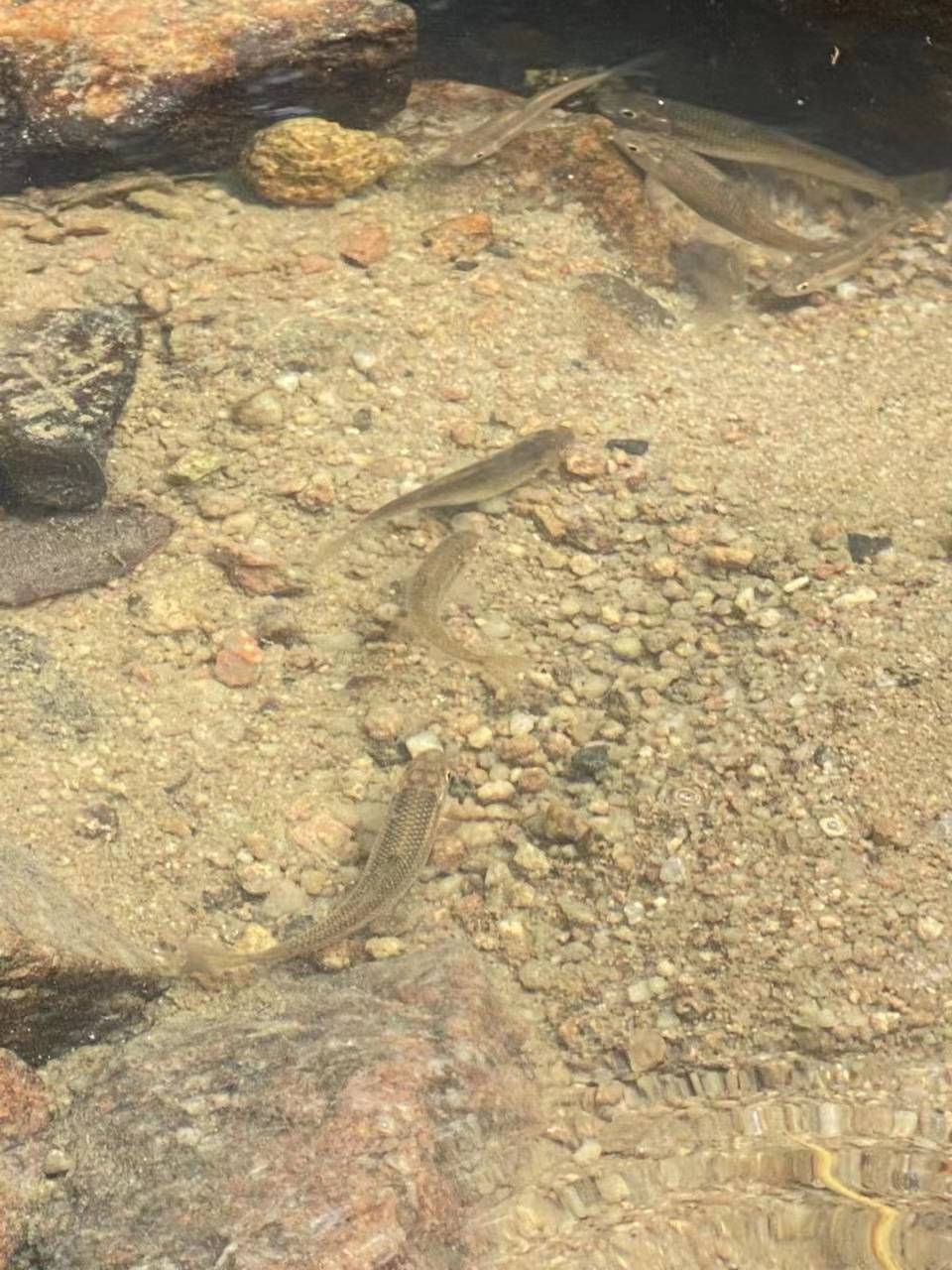 原创            担任好声音导师，发掘人才，传承音乐热爱