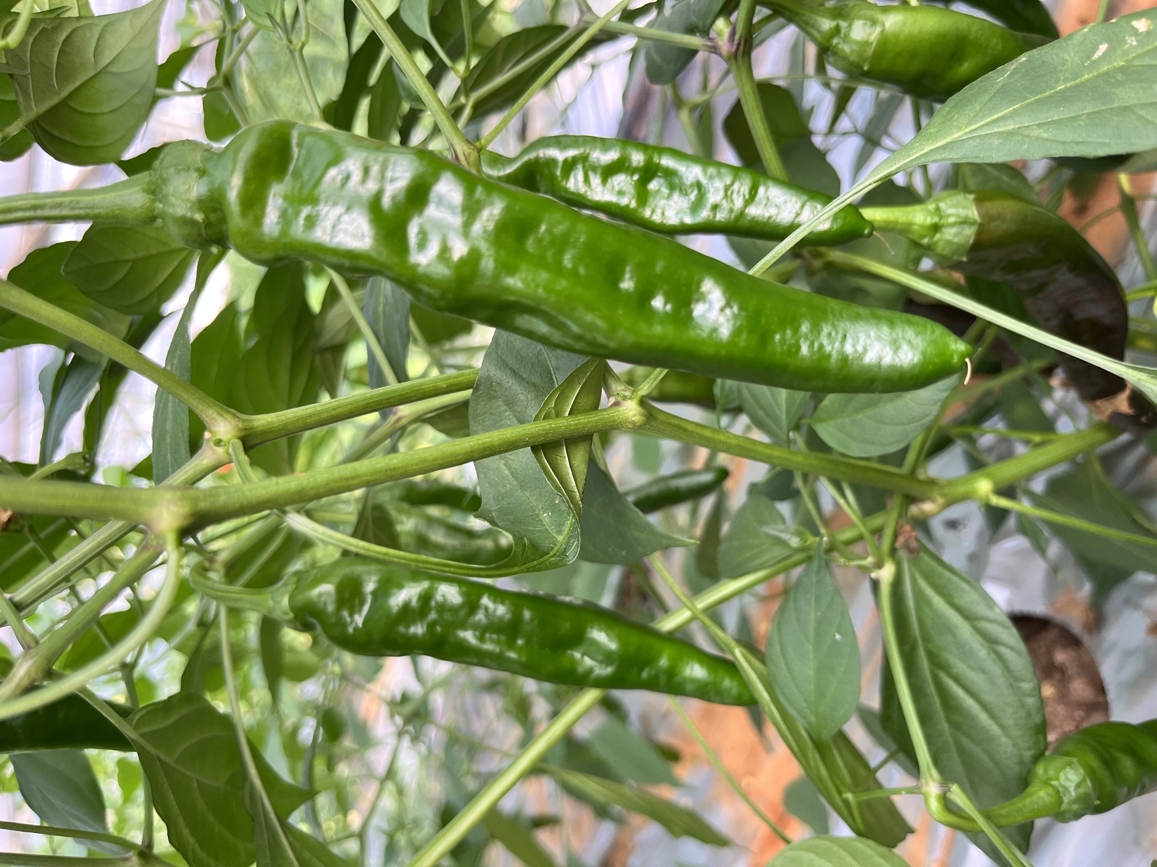 湖南省首家太空育种辣椒种植成功 单颗比普通辣椒长2厘米,重3克 目前