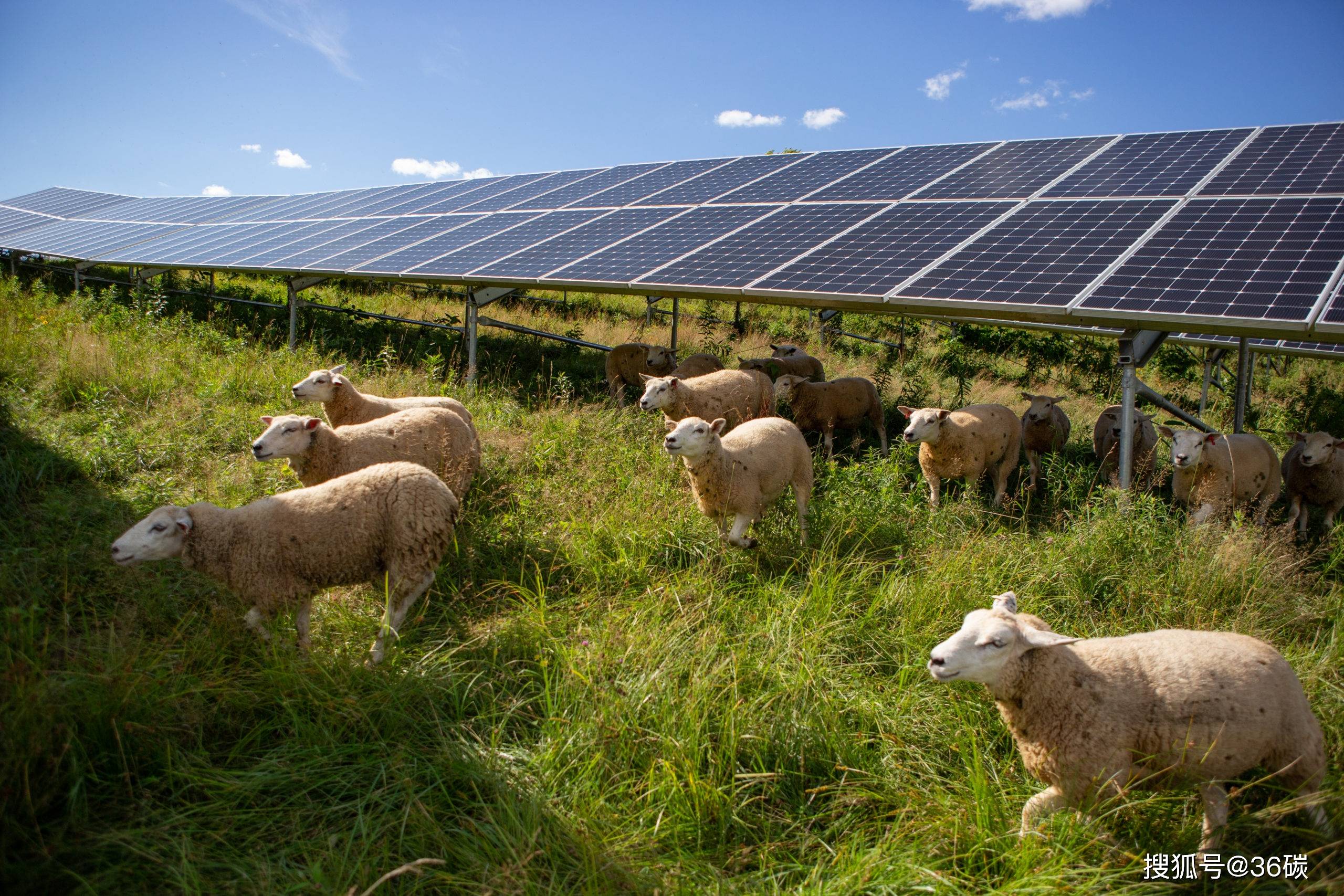 美国放羊,中国养鱼,「光伏 农业」的100种玩法 | 36碳焦点_公司_种植