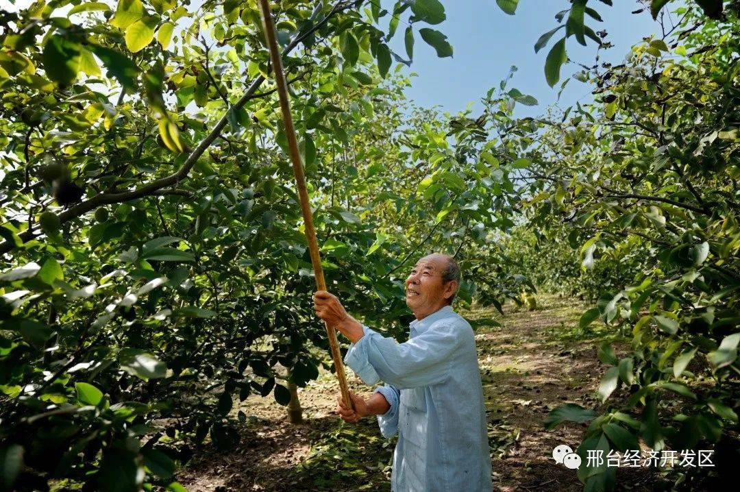 树上打核桃机器图片