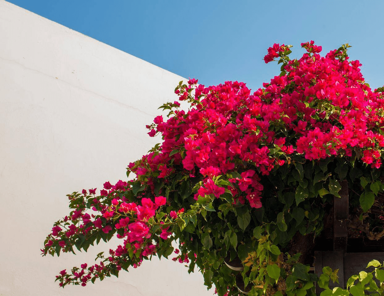 市花_海南省_福建省