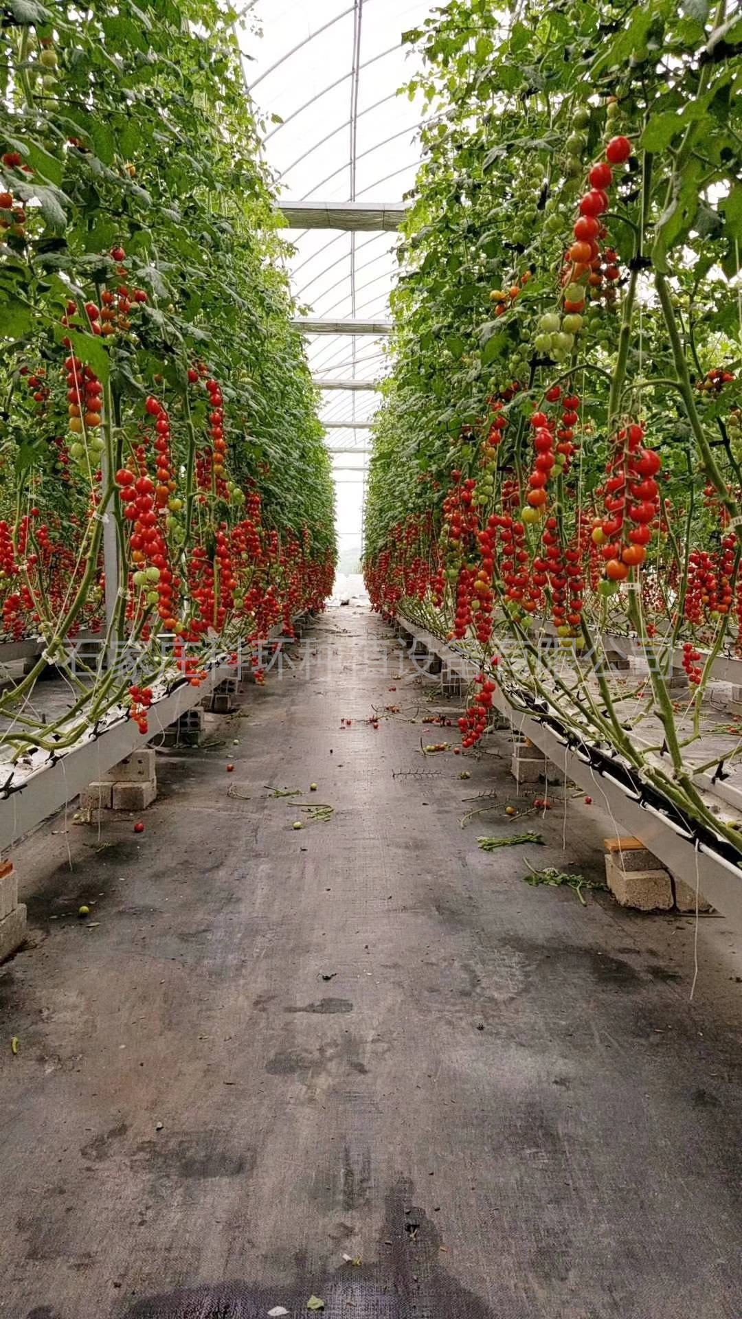 种植西红柿时需要注意什么 科环番茄基质种植槽栽培架 无土栽培西红柿