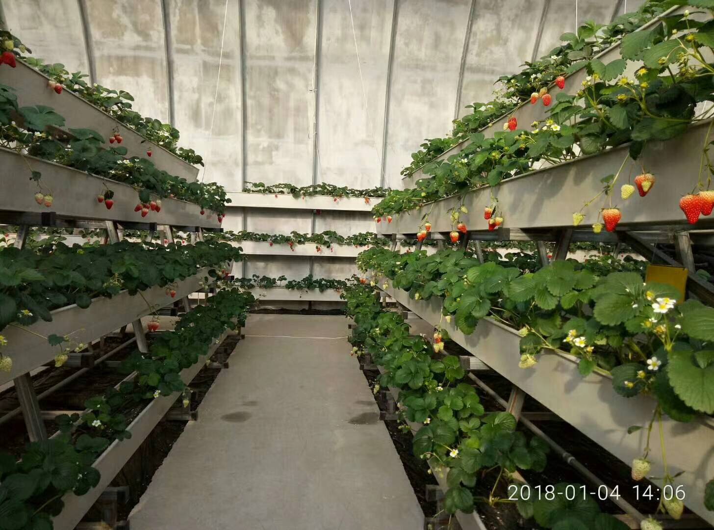 架式栽培槽 自制草莓无土栽培槽 草莓基质栽培槽 立体a字型草莓种植槽