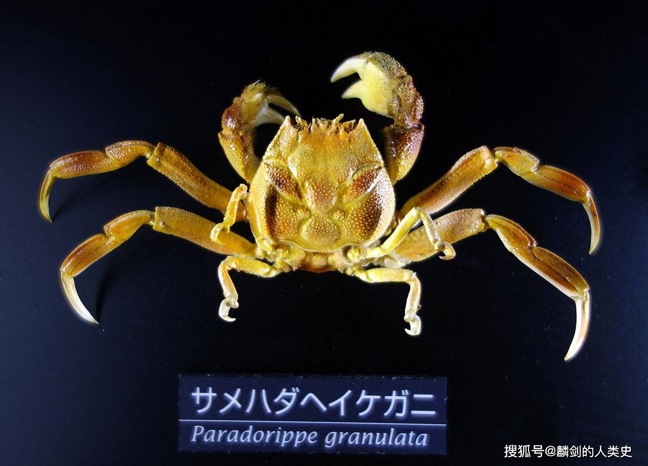 【动物界全系列】关公蟹总科—关公蟹科(上):关公蟹_生活_平家_敌人