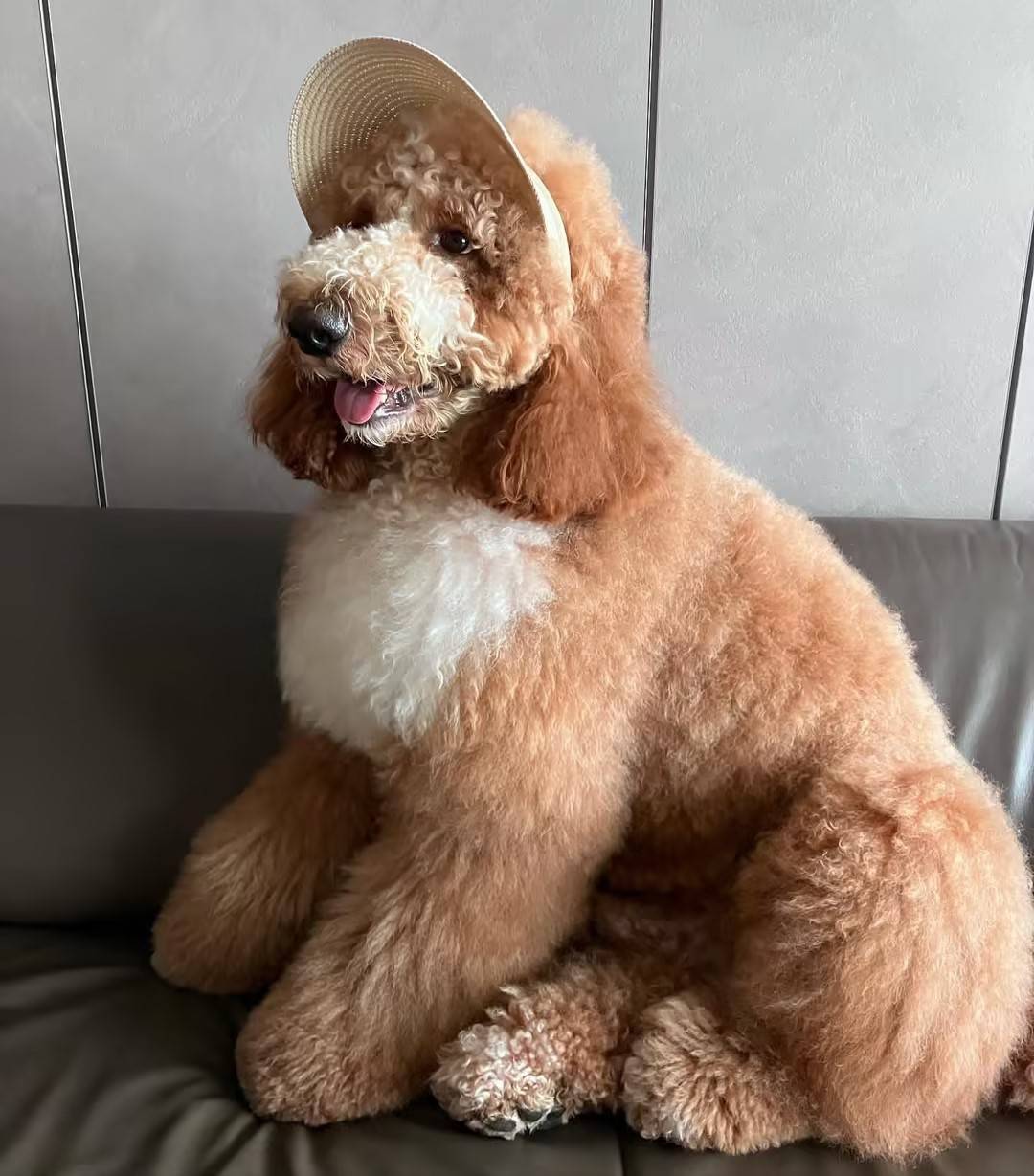 巨型贵宾犬脾气好不好?宠蓓萌