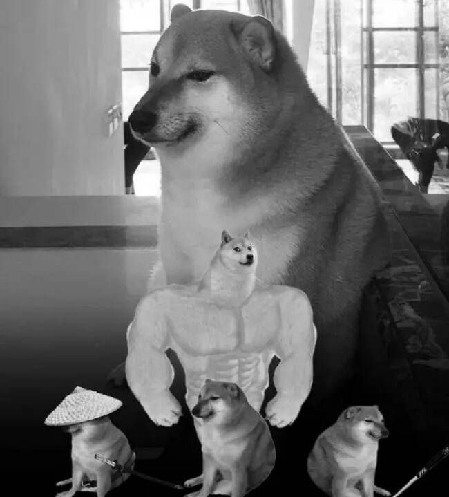 表情包小狗cheems去世balltze是一只柴犬,它因为2017年的一张生活照而