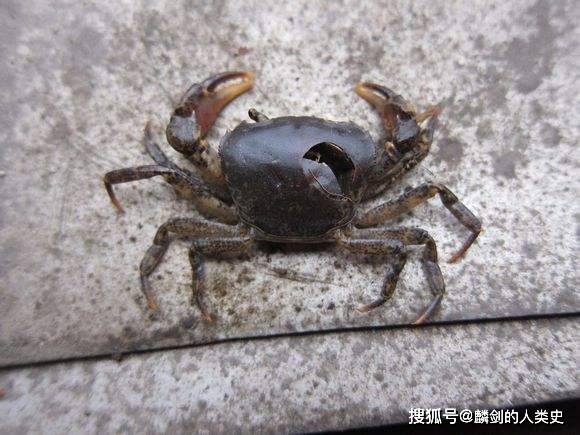 【动物界全系列】溪蟹总科—近溪蟹亚科(三):异掌溪蟹