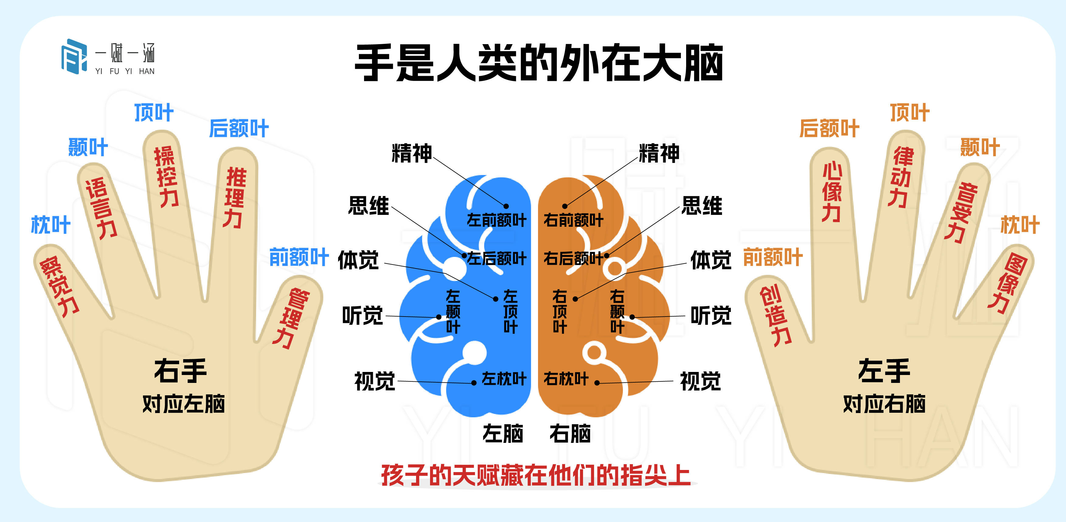 为什么开发右脑不开大左脑为什么在线