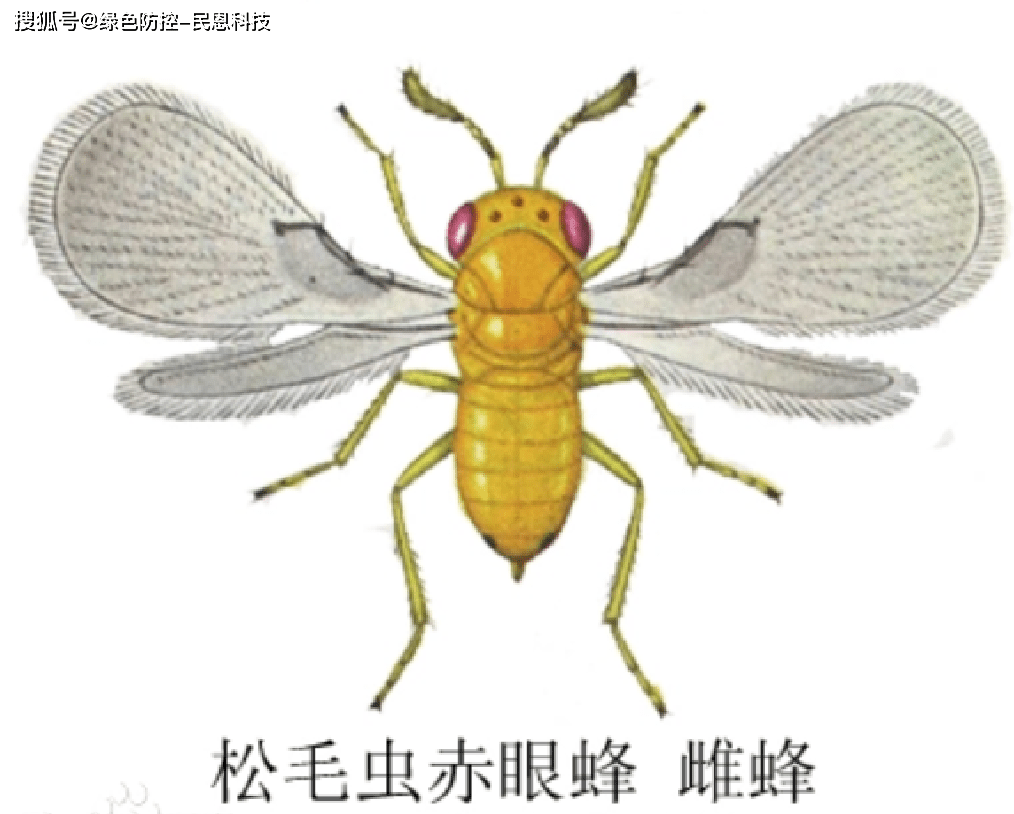 松毛虫赤眼蜂(大卵蜂)是否可以寄生水稻螟虫?寄生防治效果怎么样?