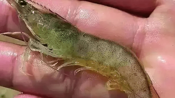 对虾怎样判断弧菌感染,养虾弧菌感染怎么办,养殖朋友们注意了!