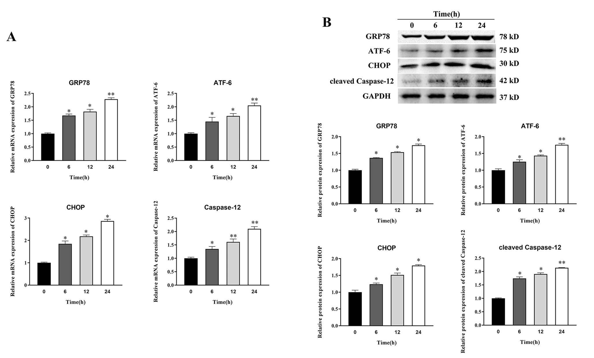 蛋白质印迹法检测ers标志基因(grp78,atf-6,chop和caspase-12)的表达