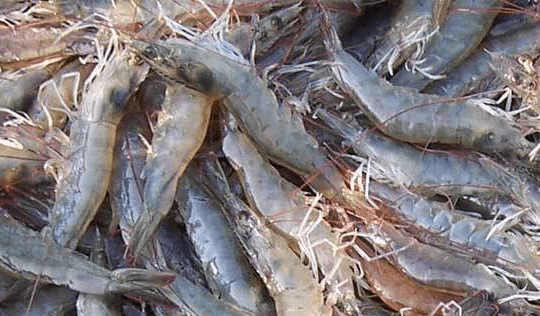 连云港昂之思水产养殖有限公司|对虾孢子虫病如何防治?