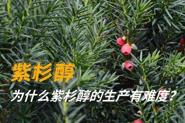 为什么紫杉醇的生产有难度?_红豆杉_植物_全合成