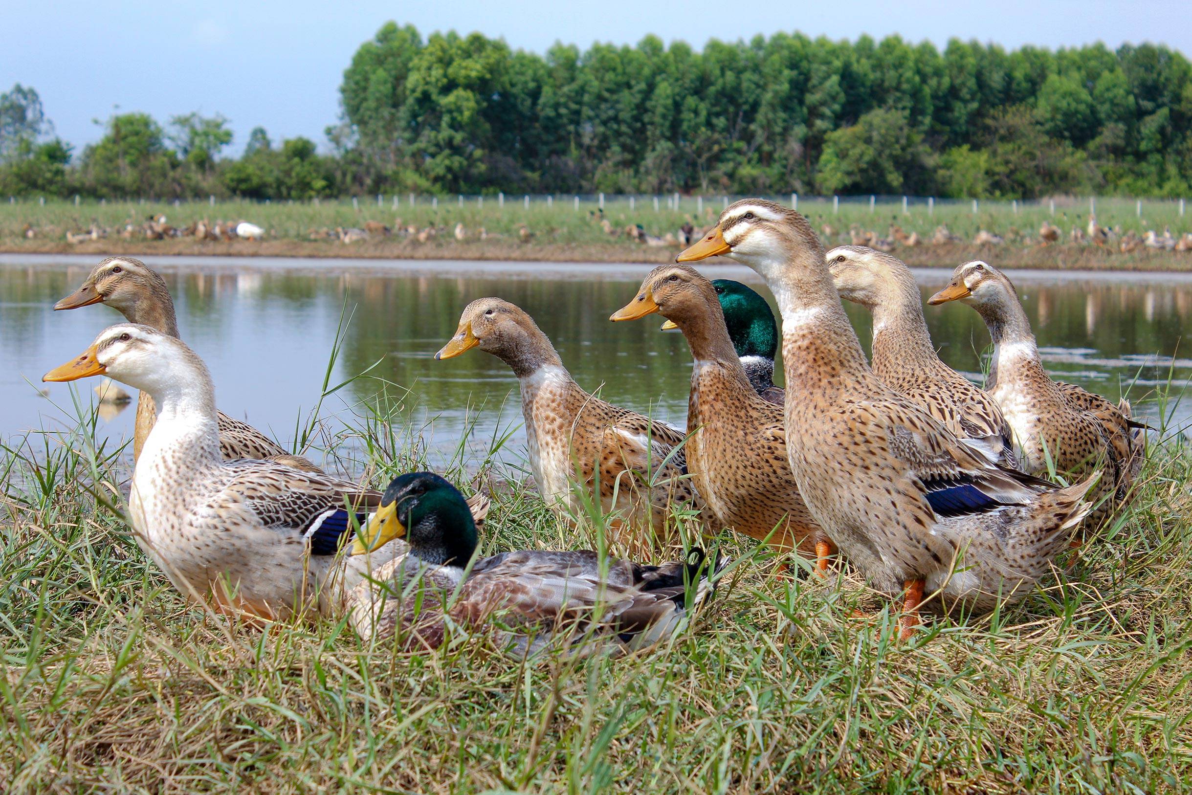 雷州湾红树林,可爱的海鸭与鲜美的海鸭蛋_自然保护区_生活_版权
