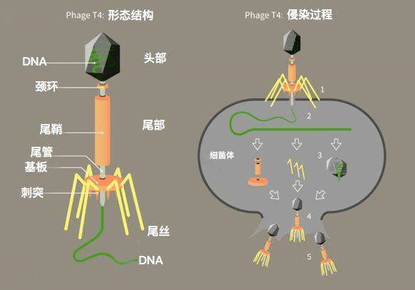 标记噬菌体的详细过程图片