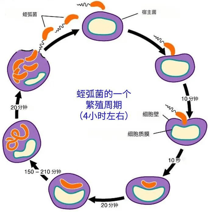 五个胞内寄生菌图片