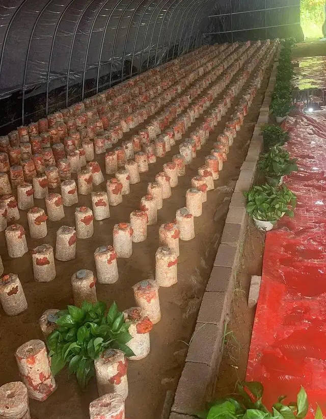 中农鸿晟(湖北) 农业科技有限公司红栓菌种植提供更多的选择和帮助_的