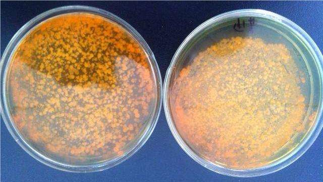 黄弧菌对虾有没有影响?对虾弧菌怎么治疗,建议收藏!_养殖_水体_饲料