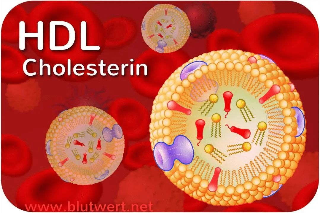 有益的膽固醇hdl,全稱高密度脂蛋白膽固醇,是一種在人體內具有重要