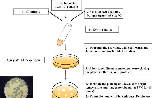 分享洁净实验室环境噬菌体污染解决方案_细菌_服务_专业