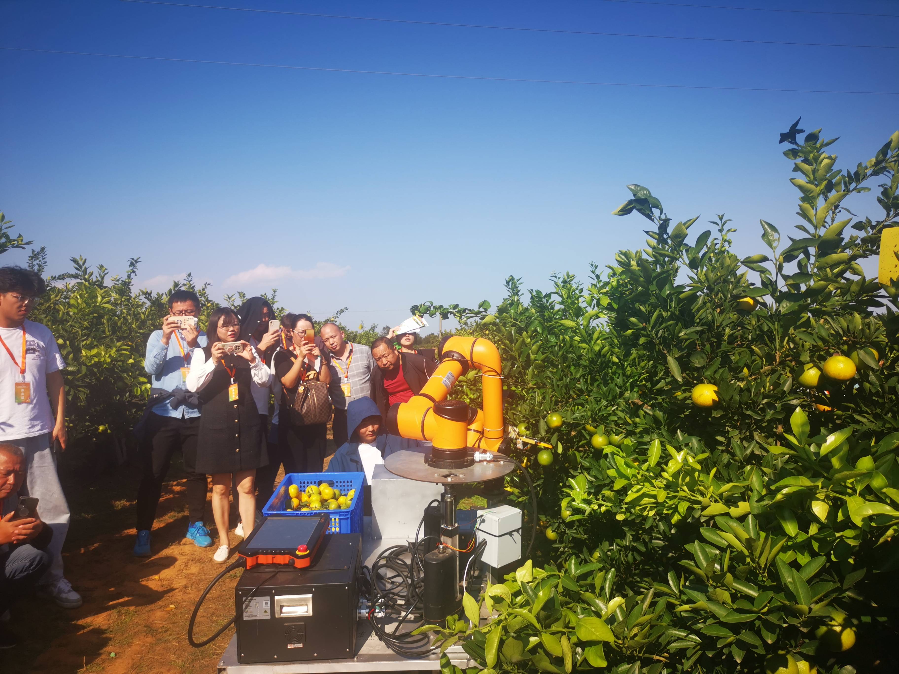 智能机器人在湖北省夷陵区鸦鹊岭镇金和村橘园里采摘柑橘引来众人围观