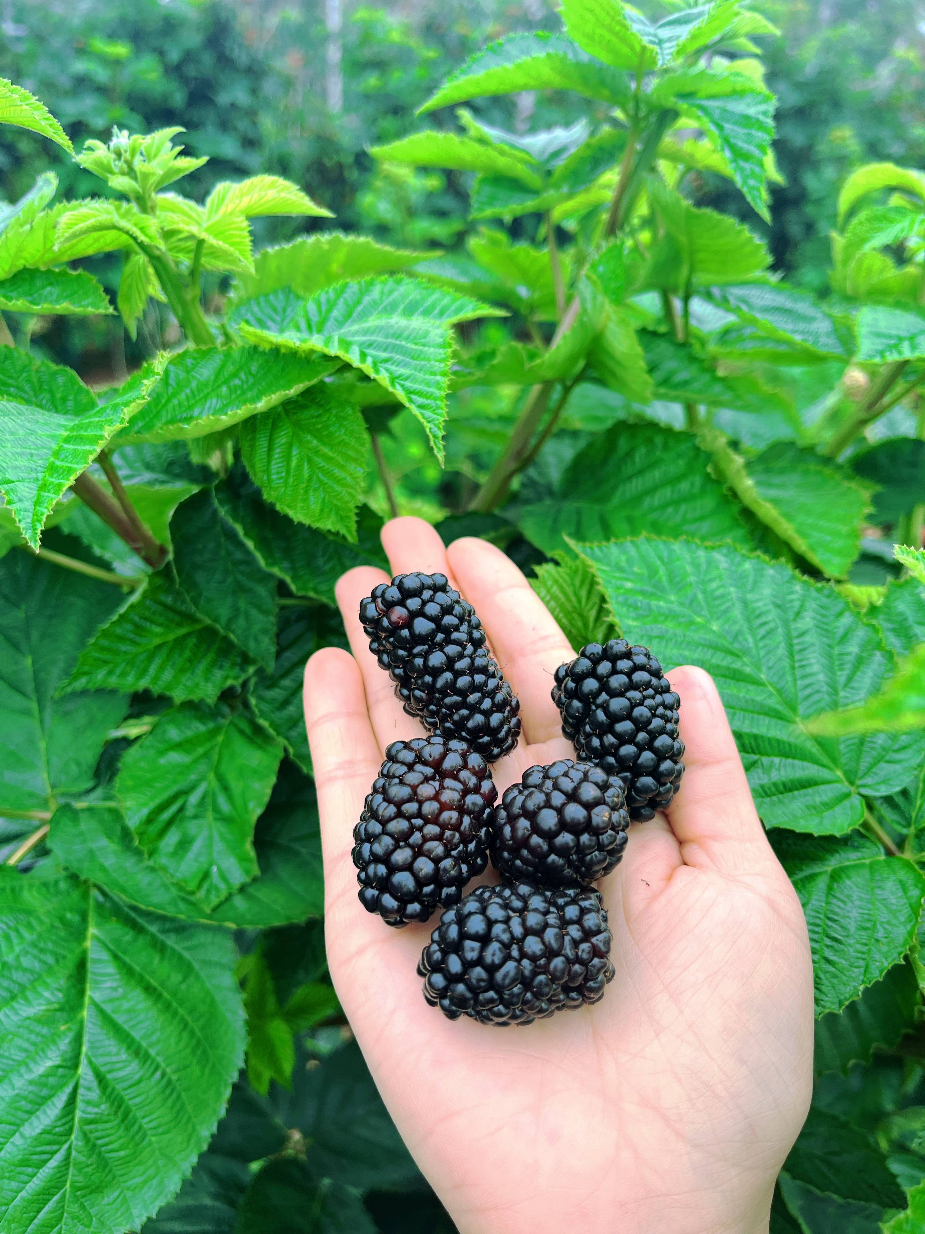 黑莓:天然的营养宝库,食养的好选择!