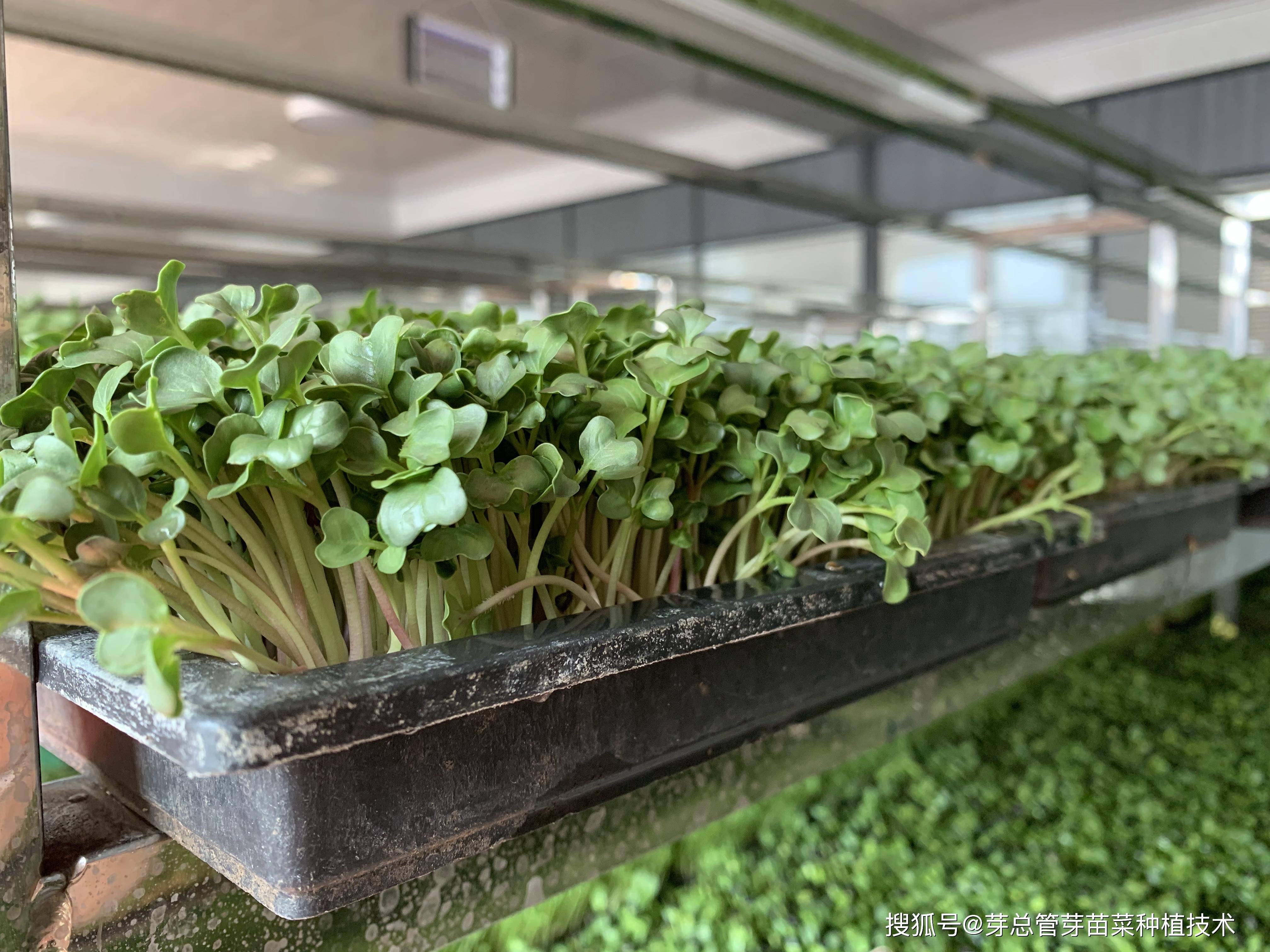 中国十大芽苗菜公司 芽总管芽苗菜种植