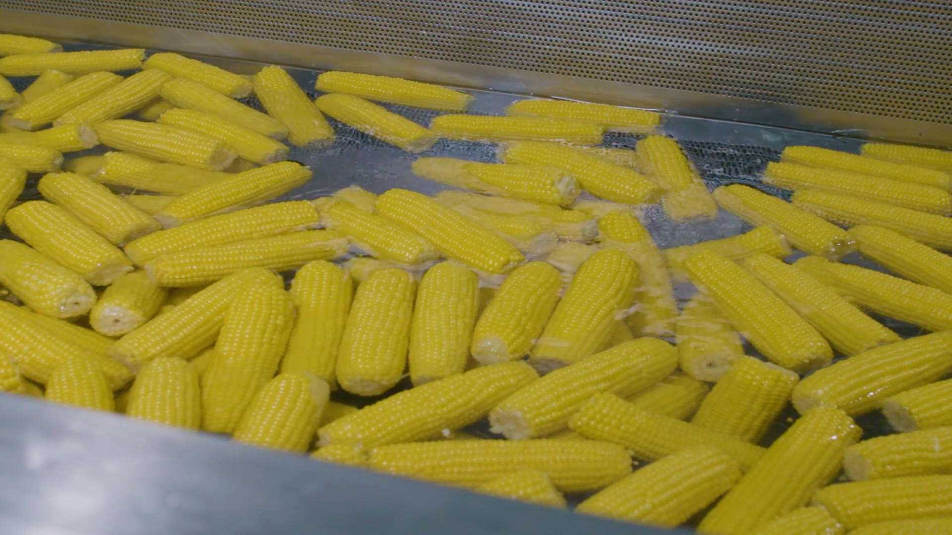 省,市政策的支持下,走产,学,研相结合的科技创新之路,提升鲜食玉米从