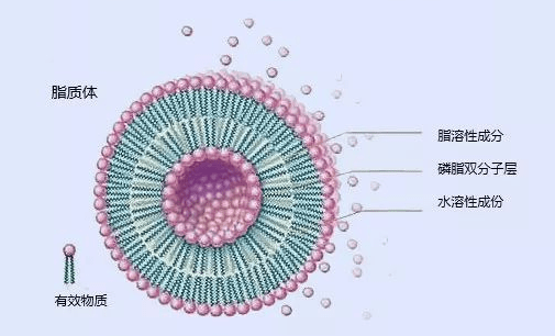 heart pc liposomes 不含胆固醇的磷脂酰胆碱(pc)脂质体