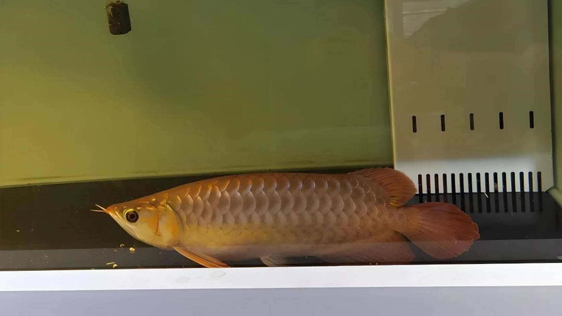 鱼趴缸的原因及解决方法,鱼趴在鱼缸底下不爱动是怎么回事_解决方案