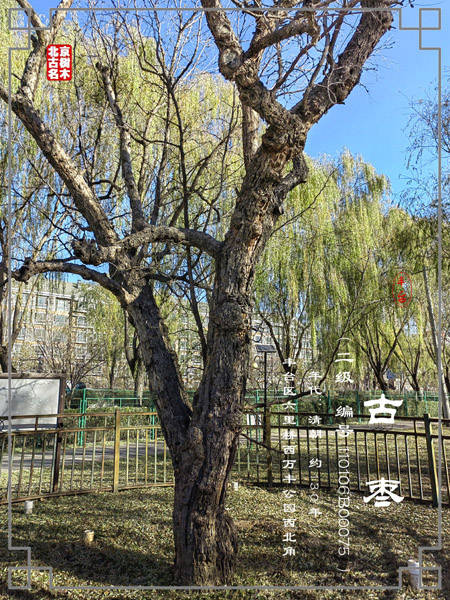 丰台区万丰公园(原靛厂村)的一棵古枣树_村庄_名木_情况