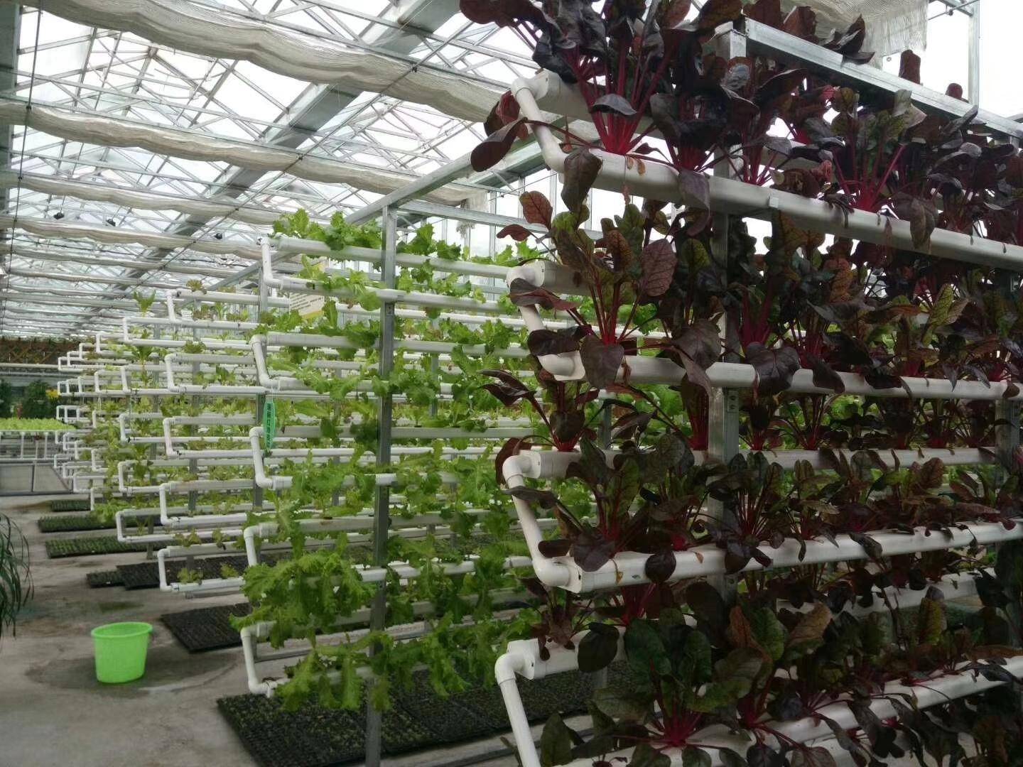 比如各种生菜类.在家庭种植中很受欢迎.