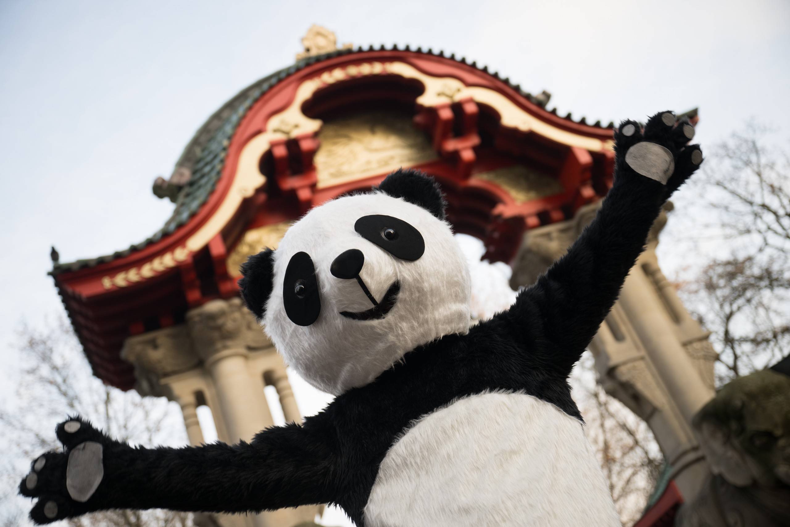 旅新大熊猫“叻叻”平安抵达成都