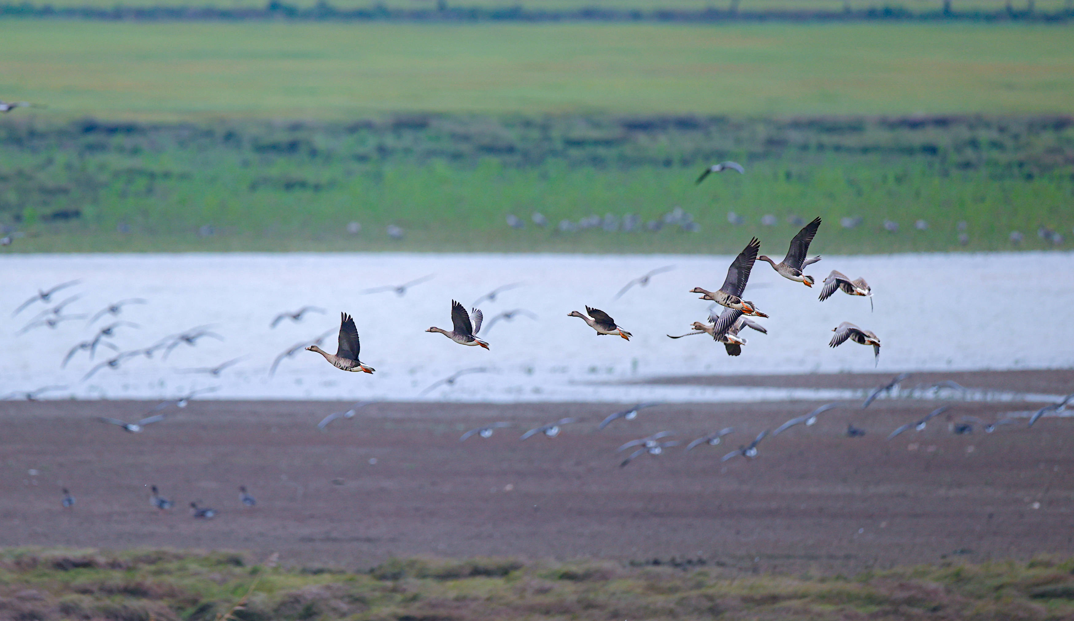 候鸟品牌宣传——全国知名网络大v采风行圆满结束_鄱阳湖_微博_生态