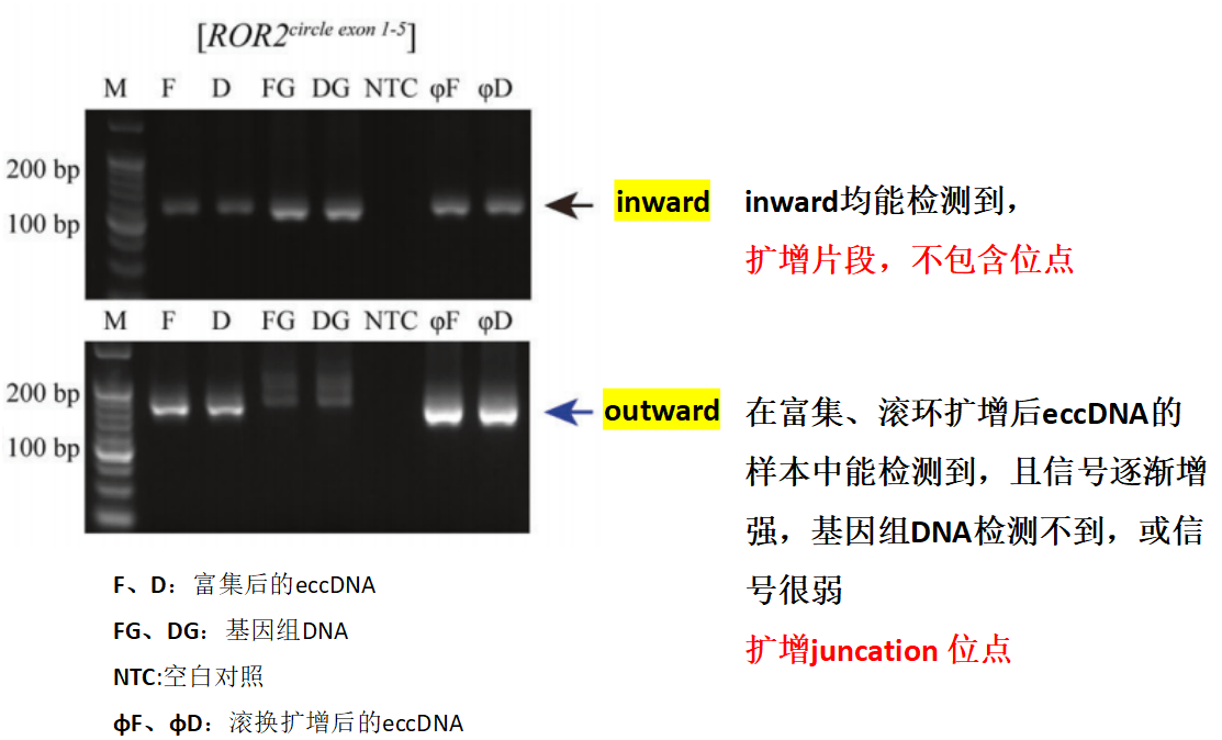 inward擴增引物不包含junction位點,在基因組dna和eccdna中均能擴增出