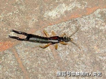 【動物界全系列】蠼螋亞目—蠼螋科_腹部_觸角_後緣