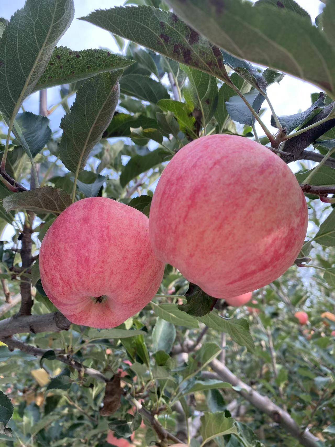 陕西洛川苹果——水果中的王者