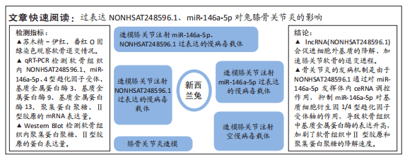 1內源性競爭mir-146a-5p調控骨關節炎軟骨退變的