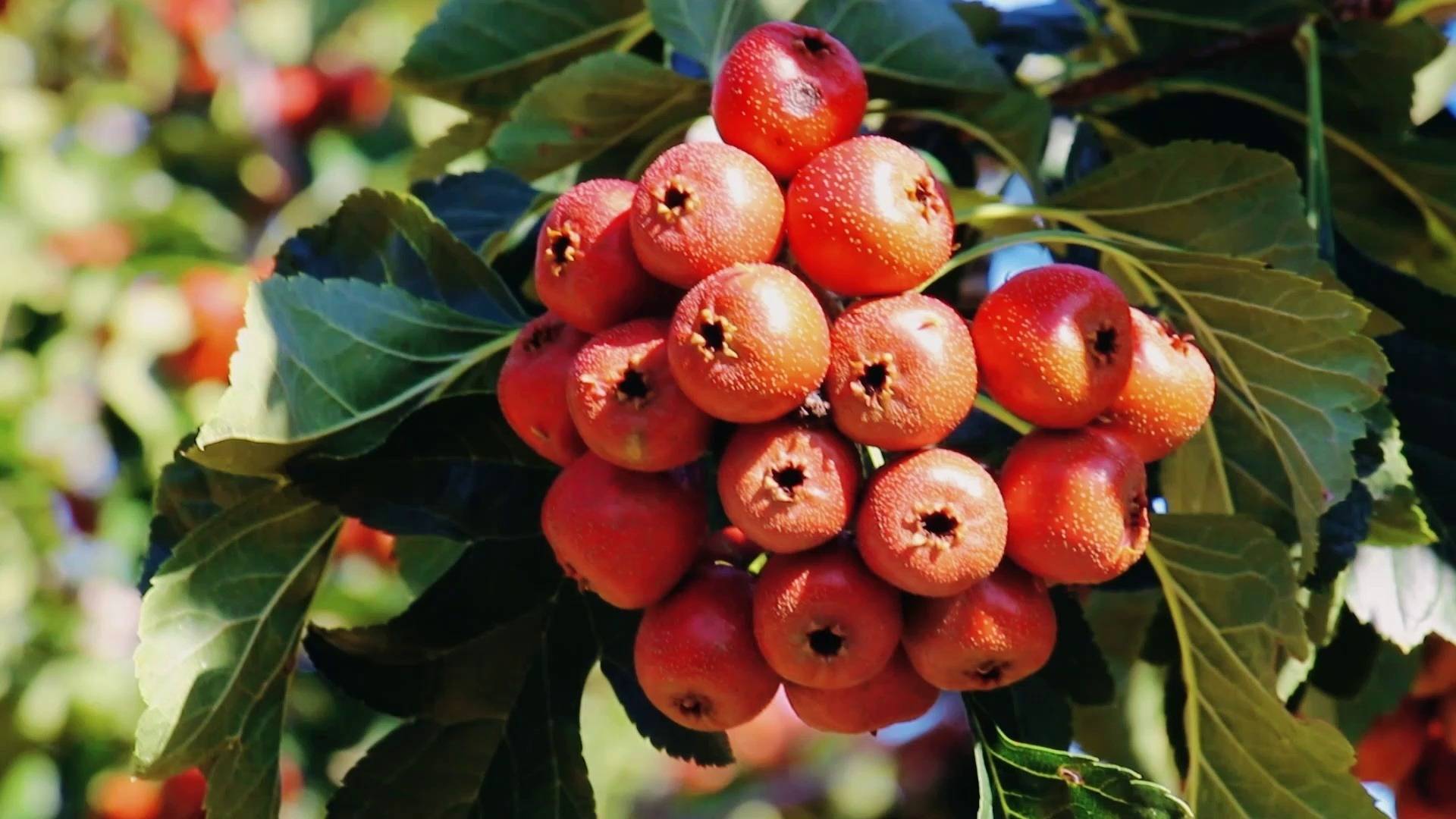 临沂市平邑县铜石镇:山楂果熟红艳艳_季节_收获_流域