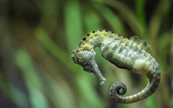 海洋中奇葩的生物，直立游泳食物无胃消化，演化史上的另类—海马(图2)