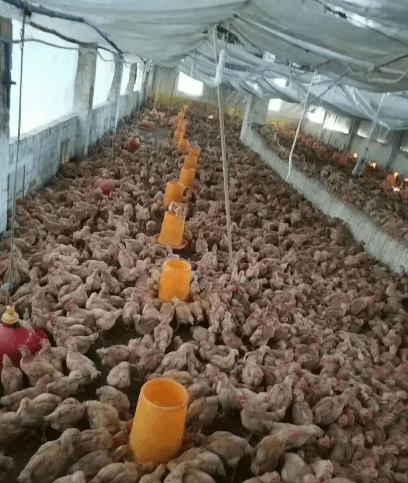 高密度养鸡,冬天如何避免舍内有害气体浓度过高?