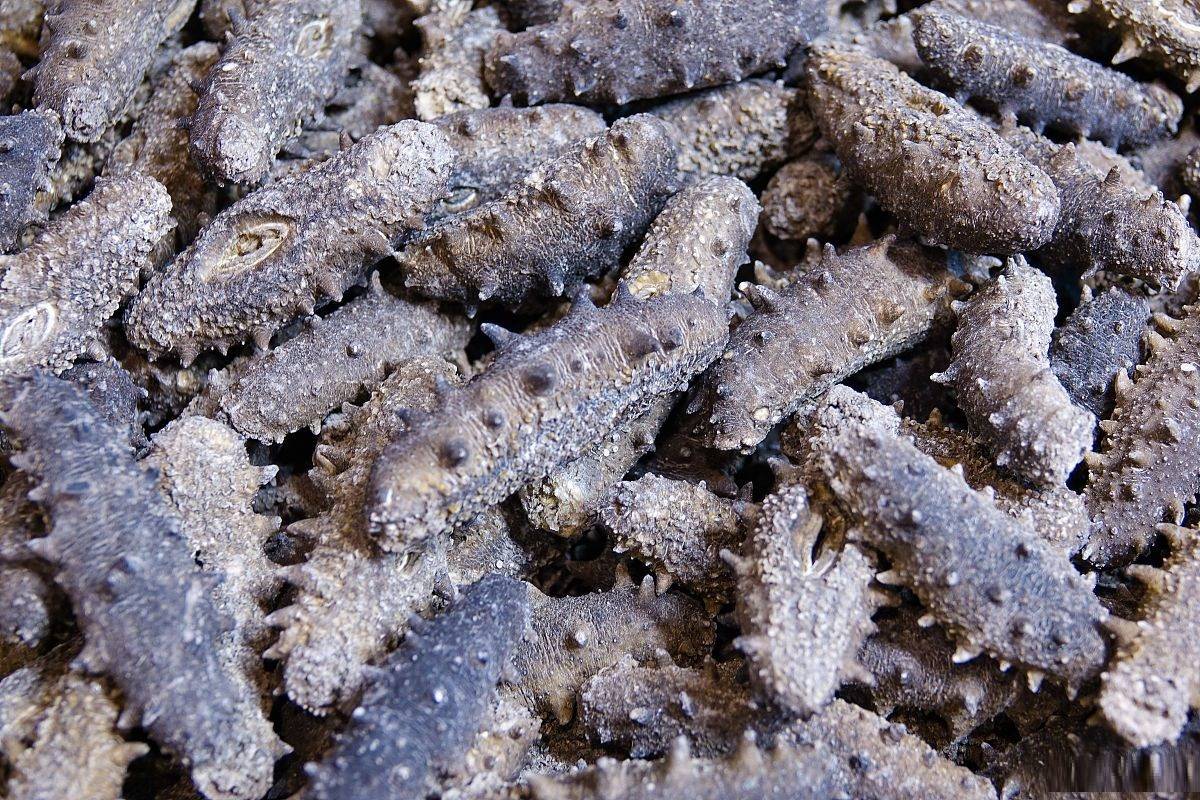 大连优质海参批发零售-大连海参